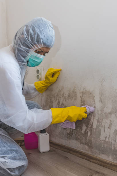  Newport, NC Mold Removal Pros