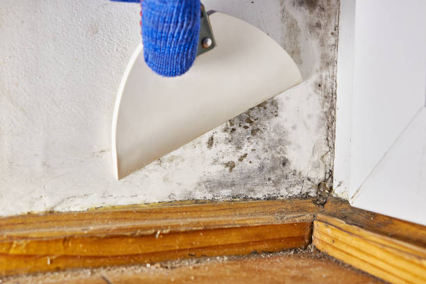 Best Post-Construction Mold Inspection  in Newport, NC